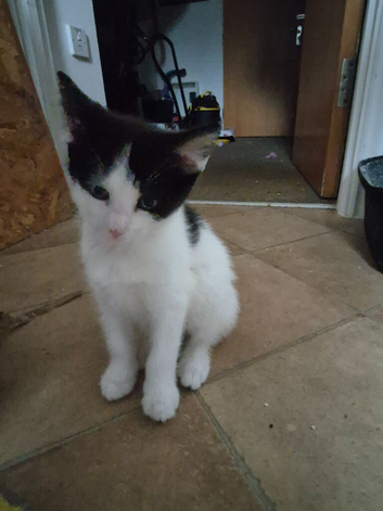 Cute kitten