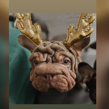 English x French bulldog