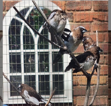 Bengales finches for sale
