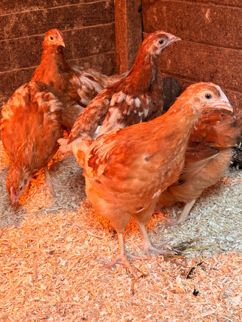 8 week old chicks all female