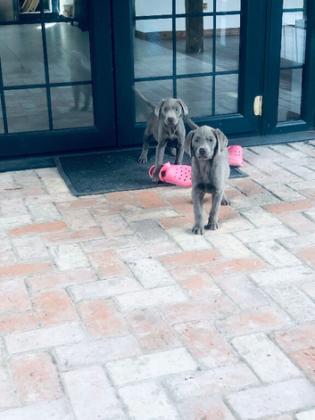 Beautiful Labrador puppies