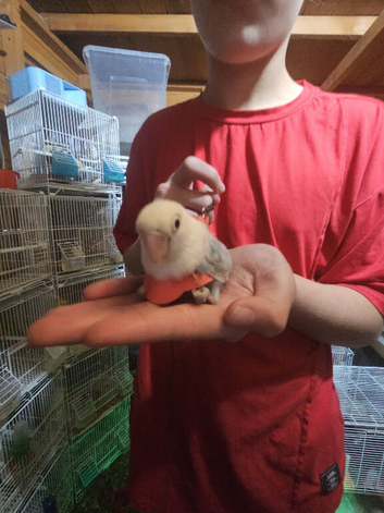 Super tame baby lovebirds