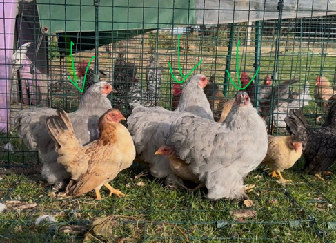 Lavender Pekin Bantam hens