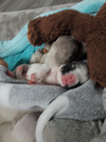 Pups for sale