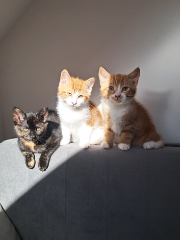 11 weeks kitten girl
