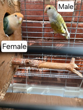 Lovebird
