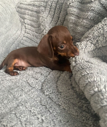 Mini dachshund