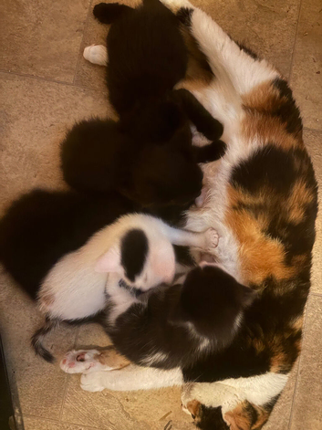 5 beautiful fluffy kittens 3 girl 2 boys