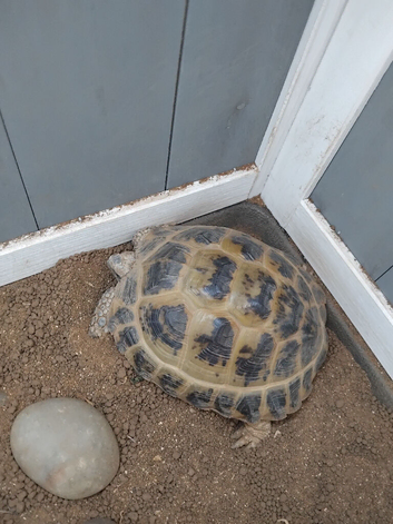 hosfield tortoise and full setup