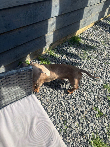 2 mini isabellla dachshund boys