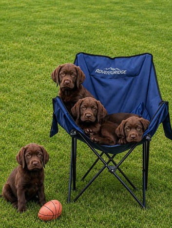 F1B Sprocker Spaniel pups - One male available