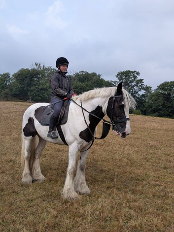 Gorgeous gentle giant cob x