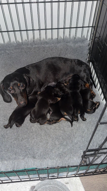 Miniature dachshunds
