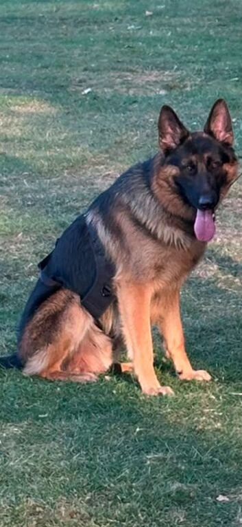 Beautiful dogs for sale