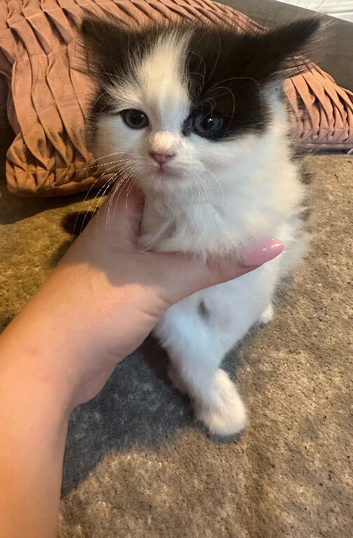 Ragdoll cross kittens for sale (full ragdoll mum) &pound;175