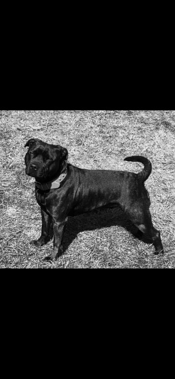 Tillie needs rehoming
