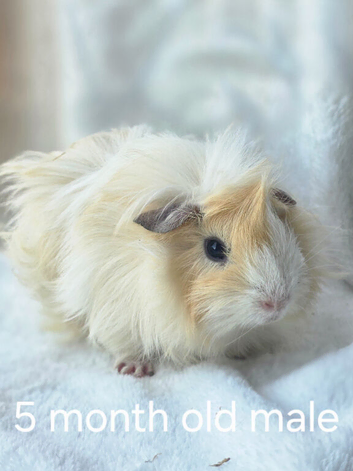 4 MALE guinea pigs No more timewasters!