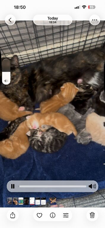 9 beautiful kittens &pound;70 each