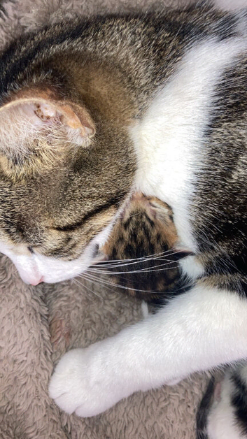Tabby kittens