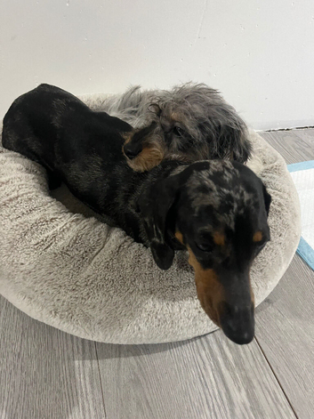 Long haired Dachshund