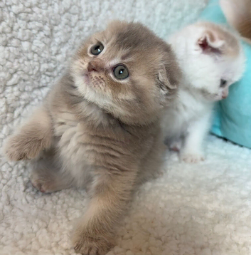 Adorable Scottish Fold Kittens