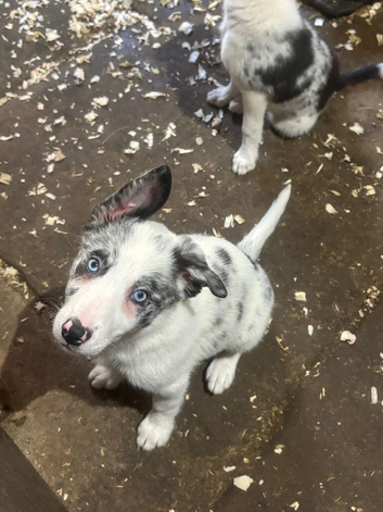 Border Collie pups