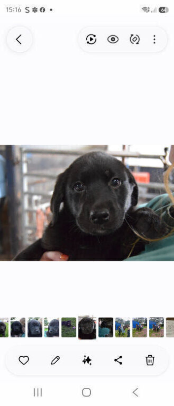 Malamute x black Labrador puppies