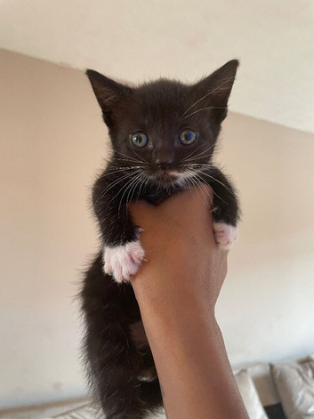 Kittens