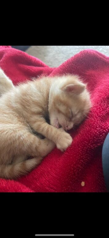 Kittens ready is 5 weeks