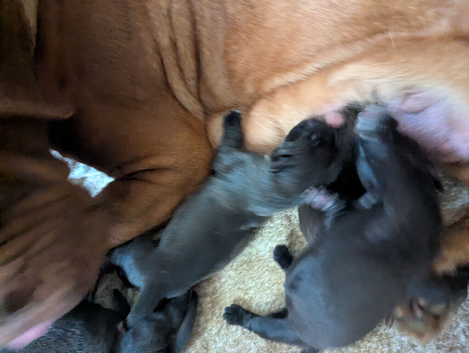 Puppies