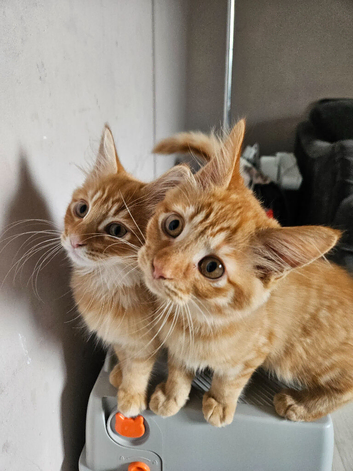 2 beautiful brothers