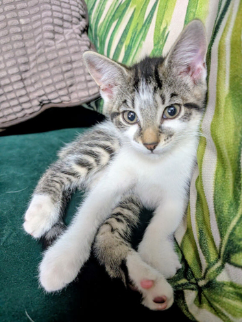 Beautiful tabby kitten