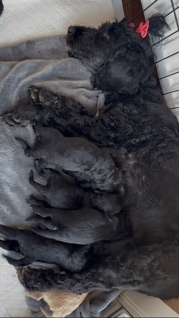 Beautiful cockapoo puppies for sale