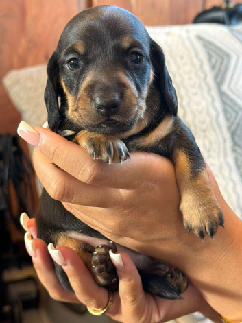 Gorgouse miniture dachshunds