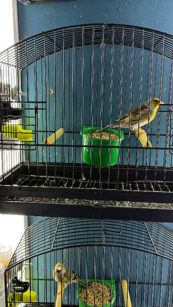 Goldfinch mule