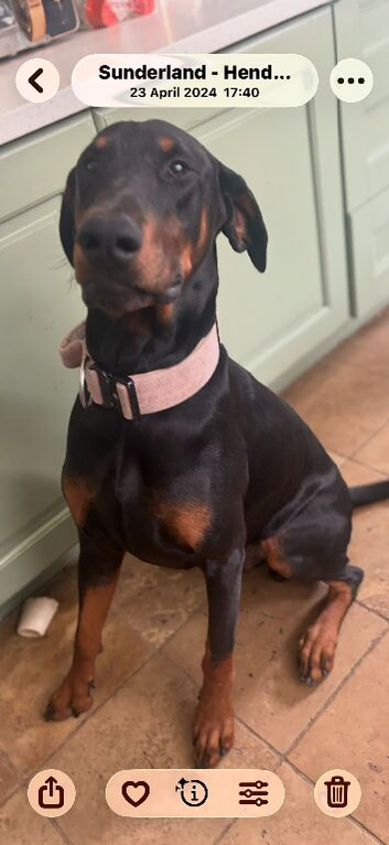 3 year old Doberman for sale