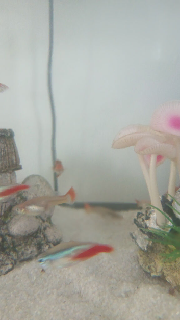 50 guppy fishes for sales