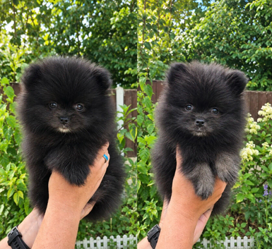 Black Pomeranian Boys Looking forever Homes