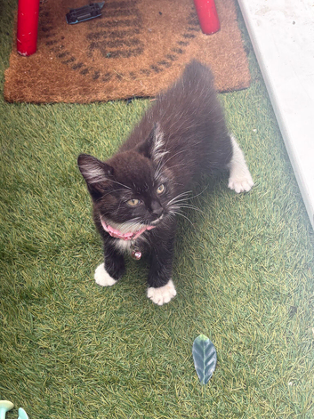 Boy kitten