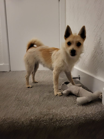 Jack Russell