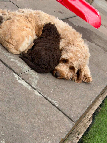 4 stunning puppys