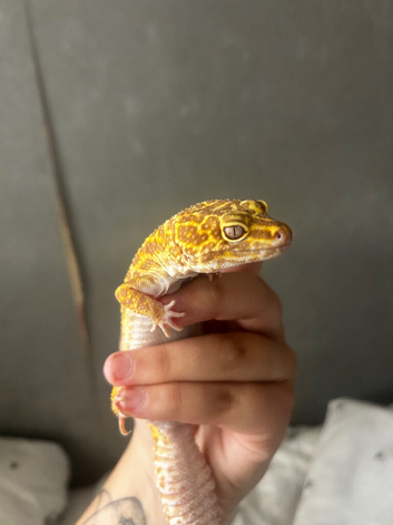 2 leopard geckos one male one female