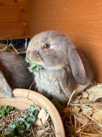 Stunning pure bred French lop babies