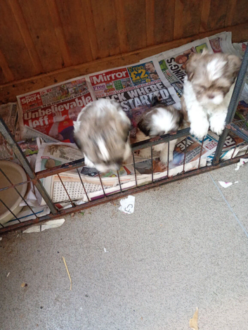Pure Bred Shih Tsu boy puppies