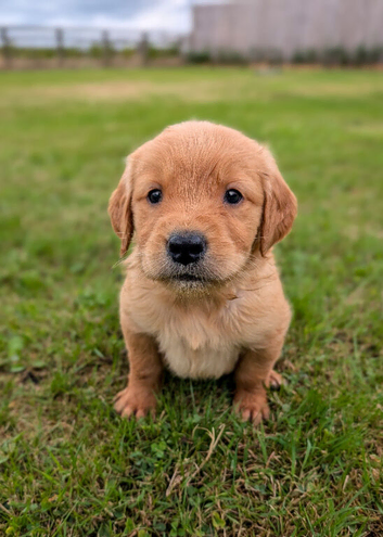KC Working Golden Retriever Dog Puppy