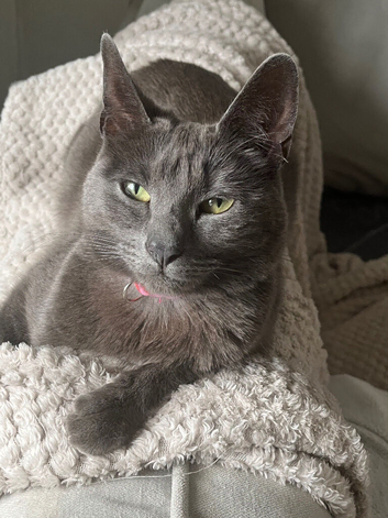 Beautiful Russian Blue mix