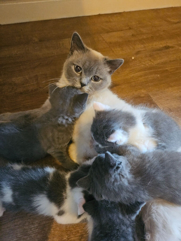 British shorthair x