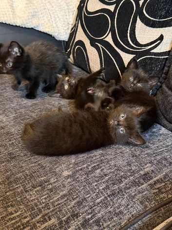 Black Kittens