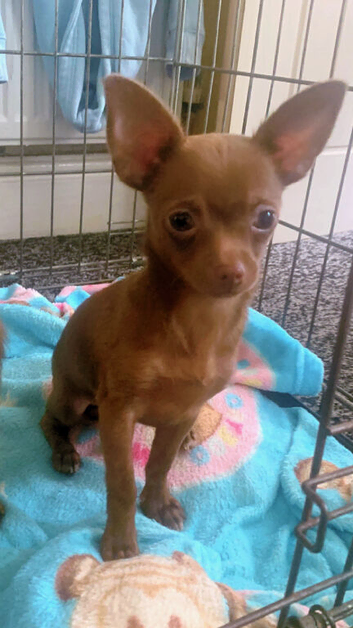 2 male toy chihuahua puppies left ready to leave now