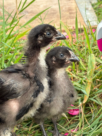 Broody Orpington Hen with 3 Female Rhode Rock Growers